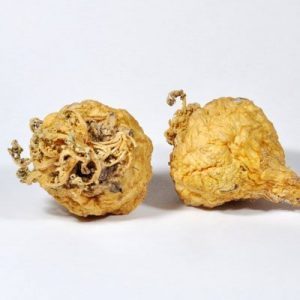Maca originates from Peru and has been cultivated in the Andes for 2000 years