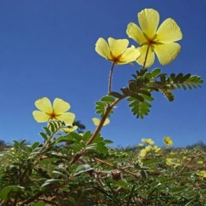 Tribulus terrestris, also called caltrop or puncturevine, is found in tropical and subtropical countries