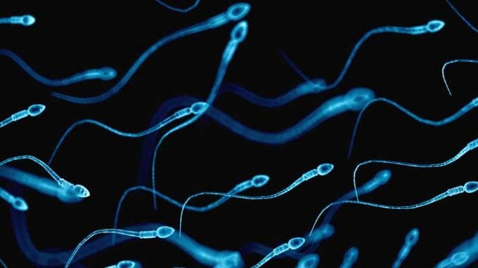 Male Fertility Regulation Through Wnt Signaling