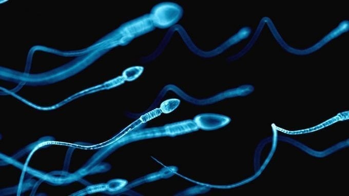 Sperm Binding Beads: A Future Fertility Aid