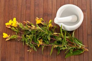 Evening Primrose for Increased Fertility