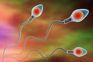 The Influence of Sperm on Artificial Insemination: Frontrunners Have Better Chances