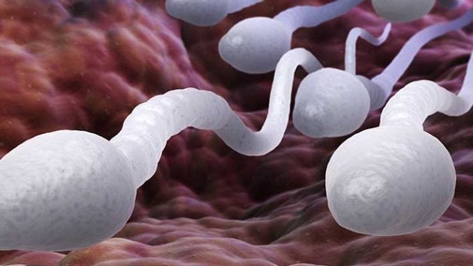 Using “Sperm Radar” Technique to Help with Researching Male Fertility 