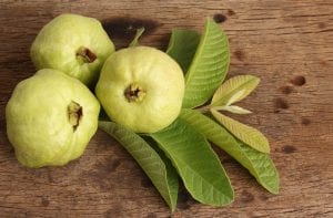 Guava Leaves and Fertility 1