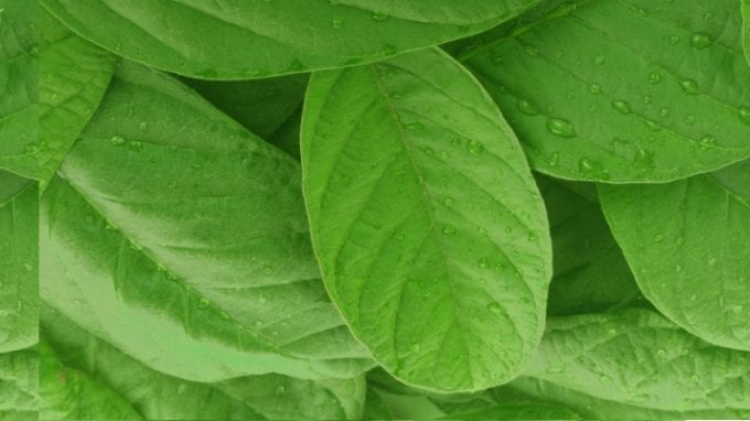 Guava Leaves and Fertility