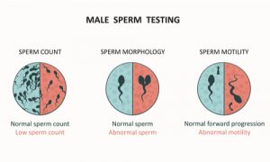 How Often Should Sperm Be Tested During the Fertility Journey?