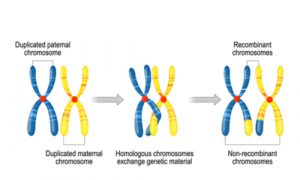 Sperm-Formation Enzyme Could Help With Treating Male Infertility 1