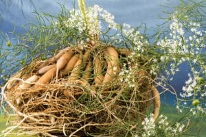 Popular Herbs for Female Fertility 2